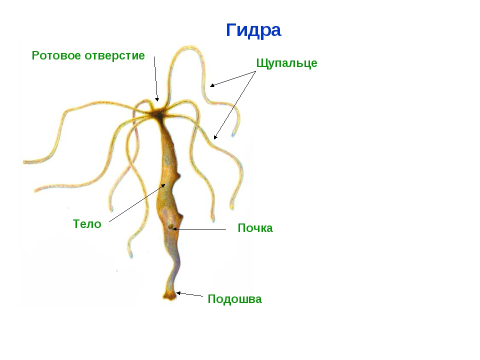 Украли аккаунт на кракене даркнет